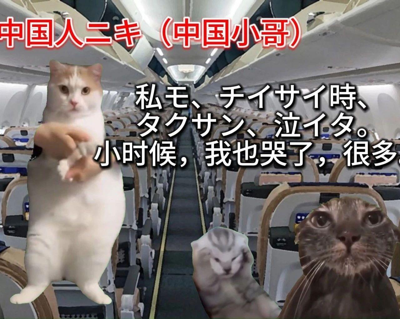 7天B站涨粉20万，“猫meme”为何风靡全网？|新榜出品- 知乎
