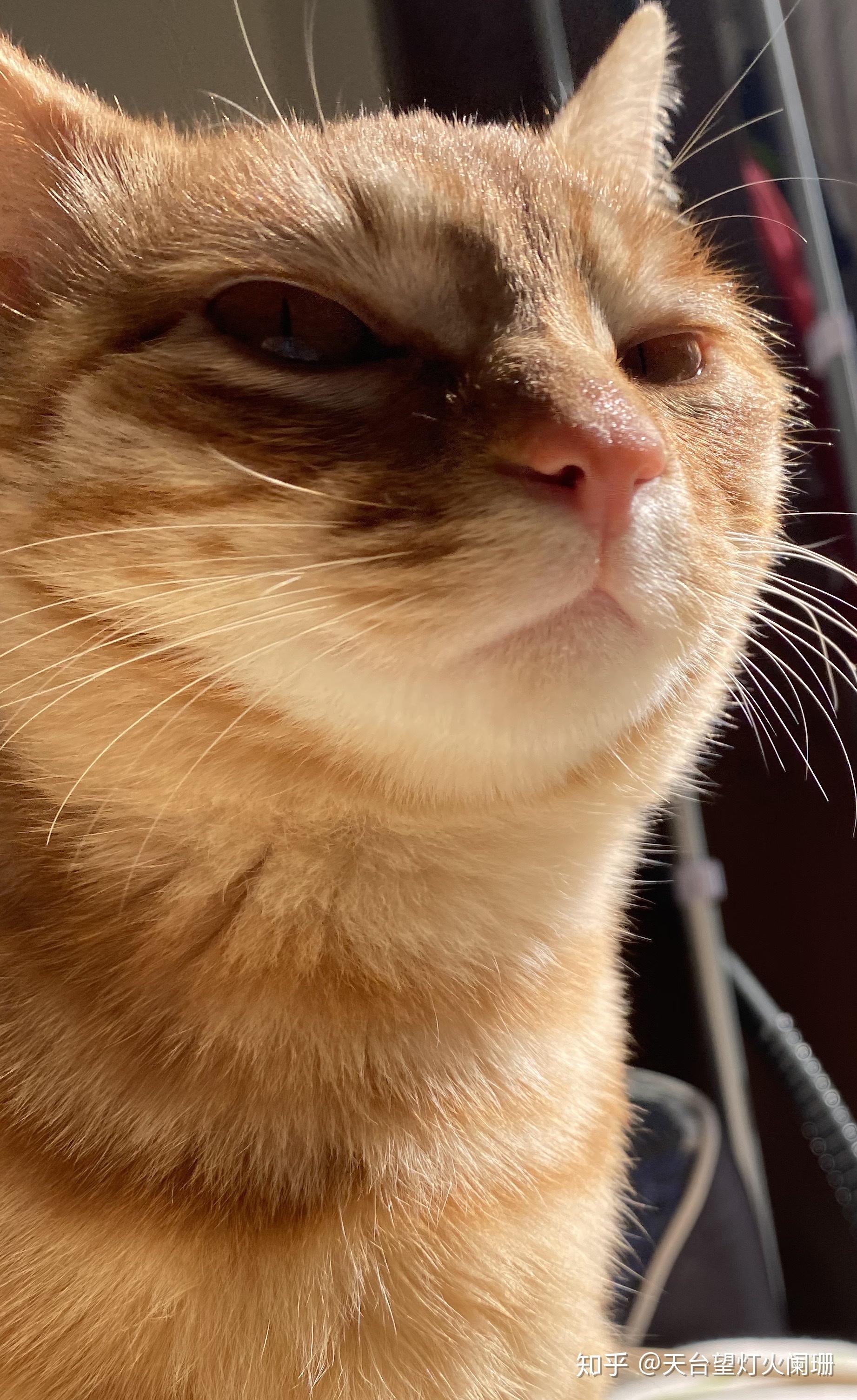 为什么猫咪眼睛又大又圆而有的猫眼神很鄙视