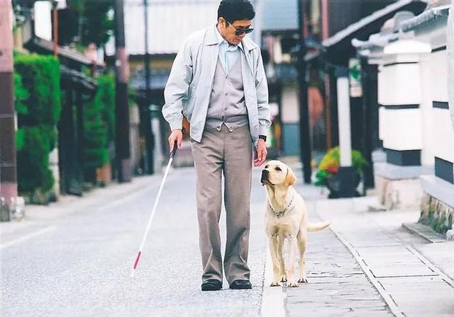 带你重新认识导盲犬 - 知乎