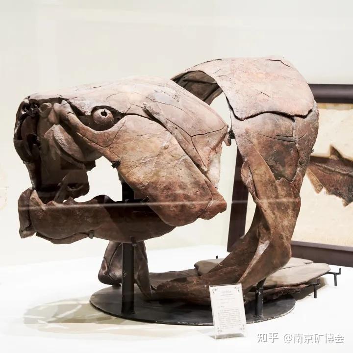 打卡同款!中华龙鸟在南京矿物文化艺术馆“苏醒”啦~ - 知乎