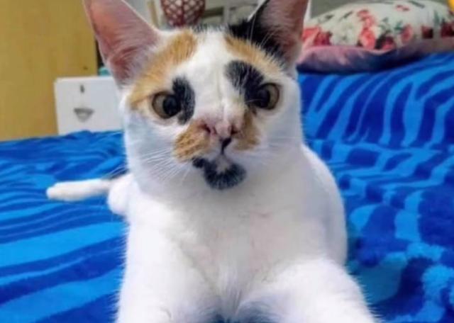 你见过最丑的猫有多丑？非常丑！ - 知乎