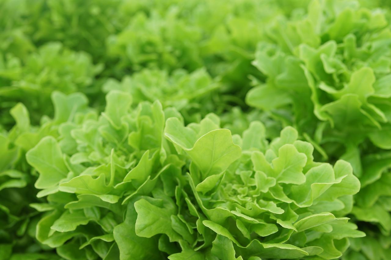 蔬菜乐园春意浓