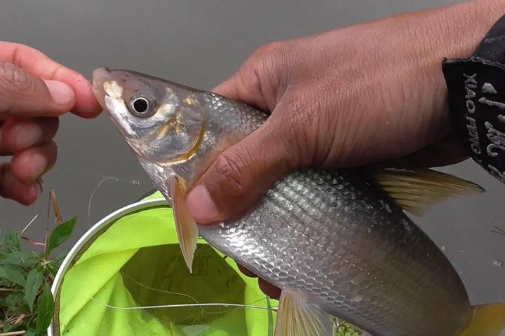 夏季钓黄尾鱼的技巧和垂钓要点 - 知乎