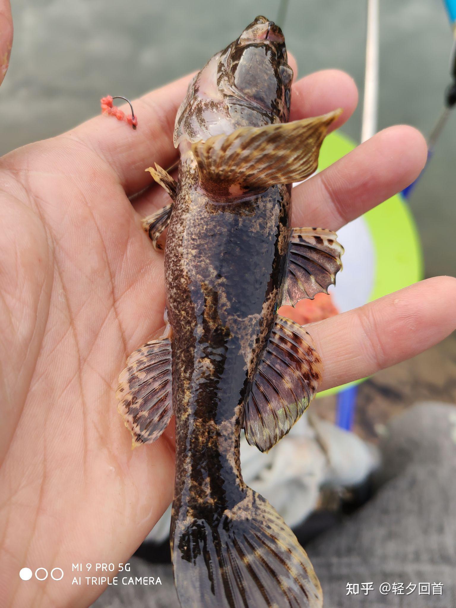 在比較淺的小溪裡生活的小魚是什麼種類的魚