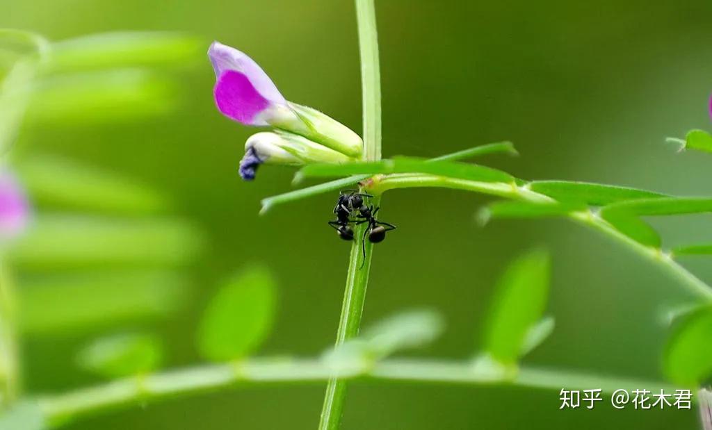 植物科普|有的花卉为何晚上开花？常见的有哪些花？ - 知乎