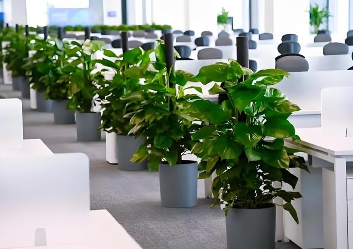 从工位到会议室,绿植摆放技巧大揭秘!难怪公司氛围这么好!