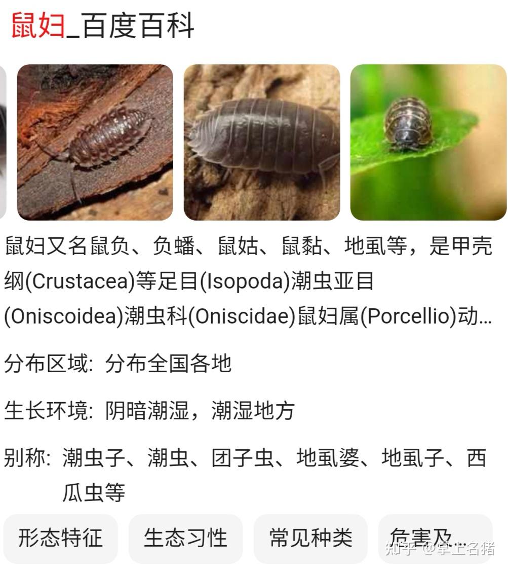 最近家里有这种虫子这是什么虫子怎么灭急急急