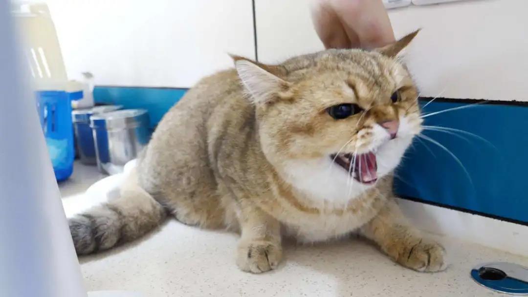 猫应激反应真的那么常见恐怖嘛?