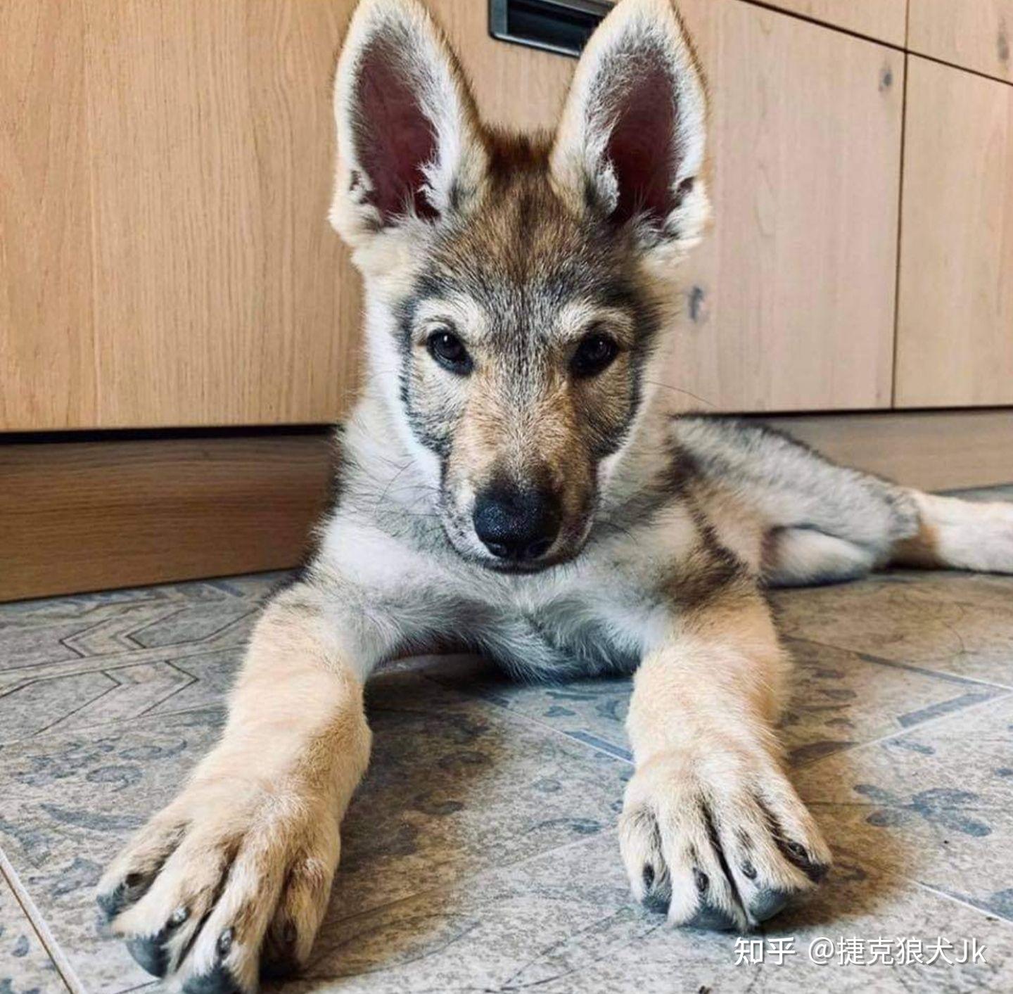 关于捷克狼犬新手的饲养问题 - 知乎