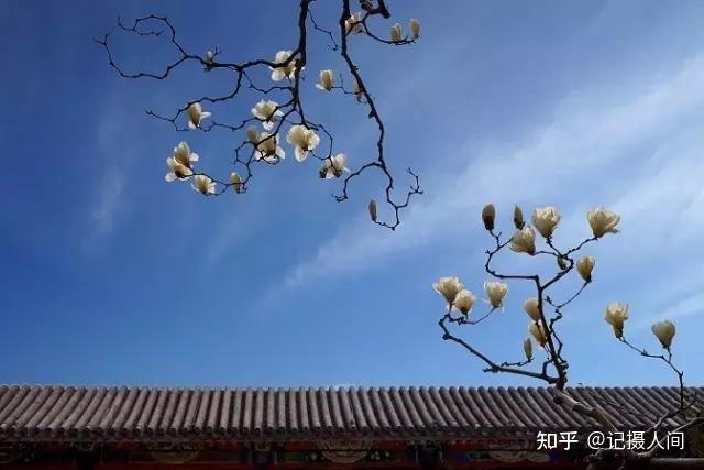 春季北京到哪儿可以观赏玉兰花?您就去这几个地方 - 知乎