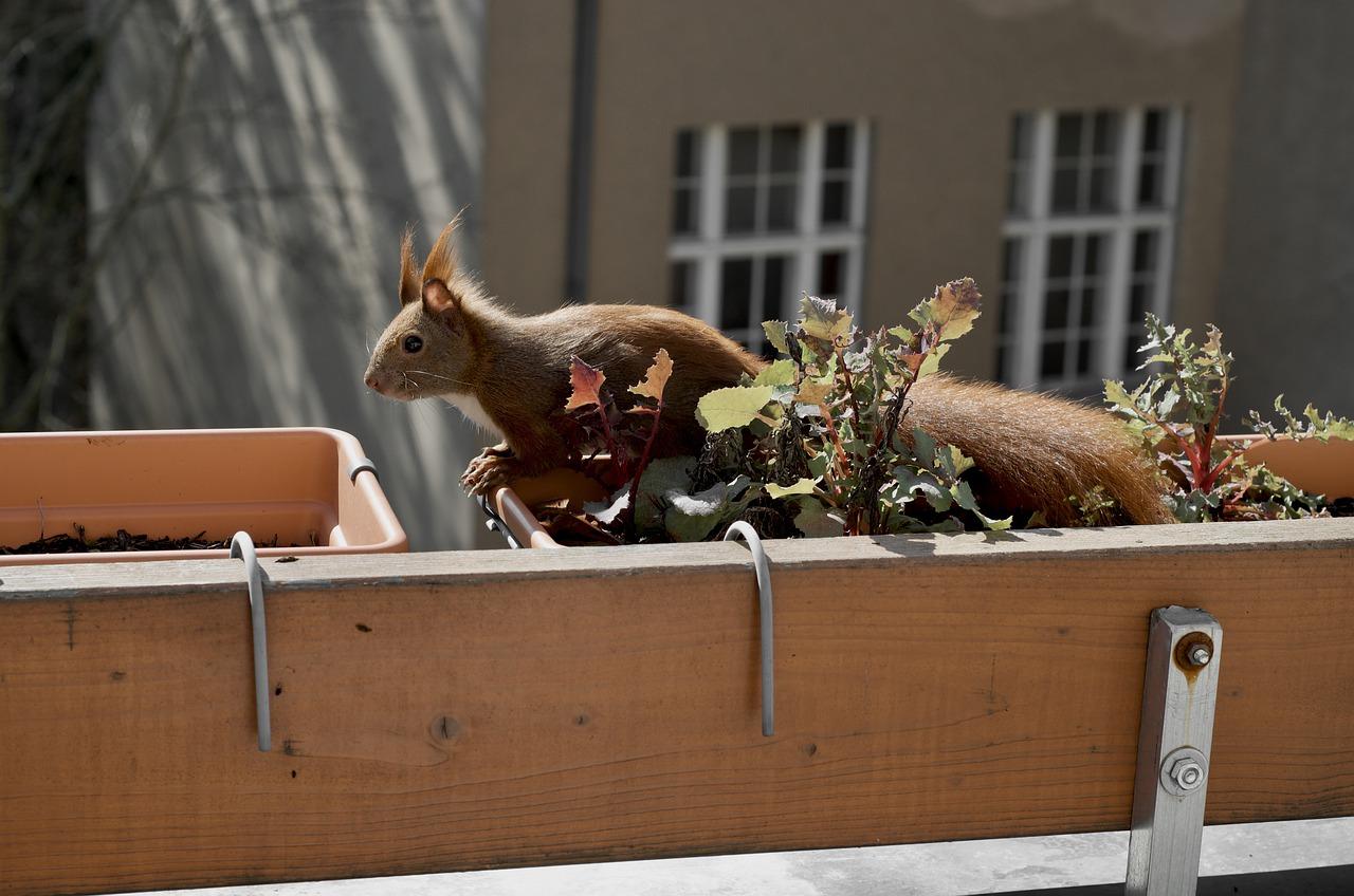 窗台蚂蚁防治攻略