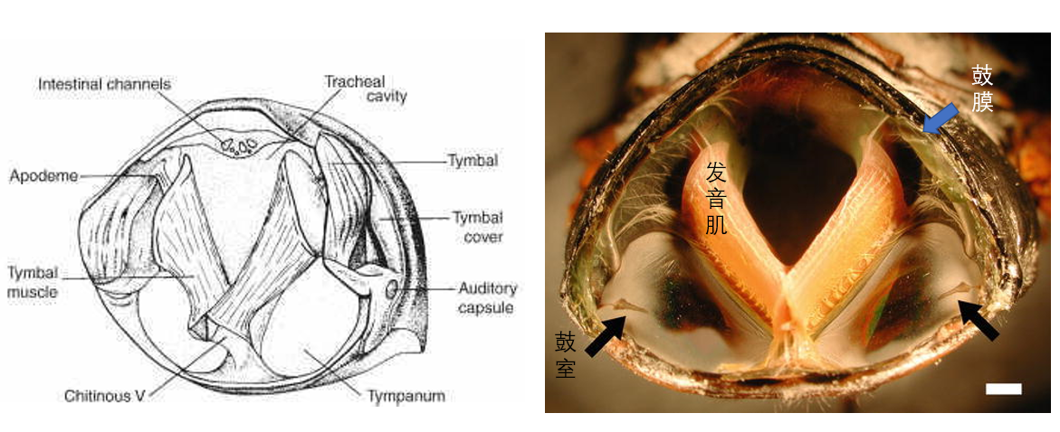 为什么蝉叫很多时候都是一群一起叫且蝉鸣具有周期性