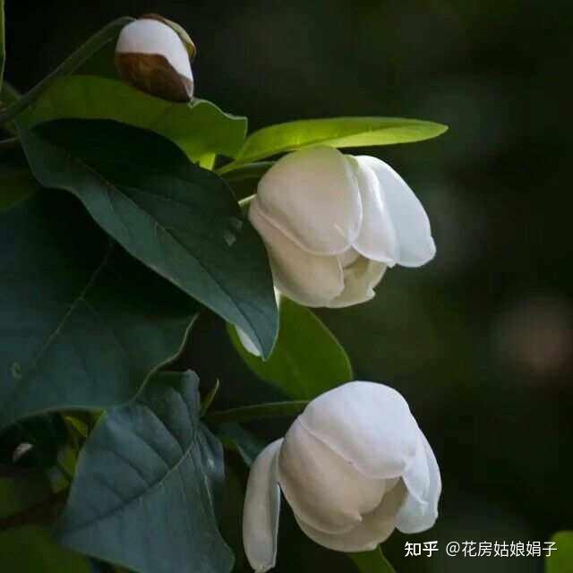 在度娘上搜出一些,但进一步查询后又说只是濒临灭绝,如绶草,真是让人