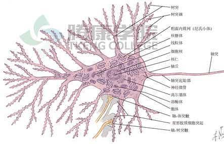 轴丘图片