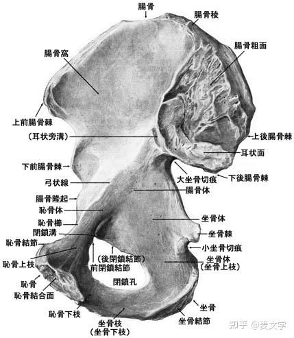 耻骨为什么叫耻骨? - 知乎
