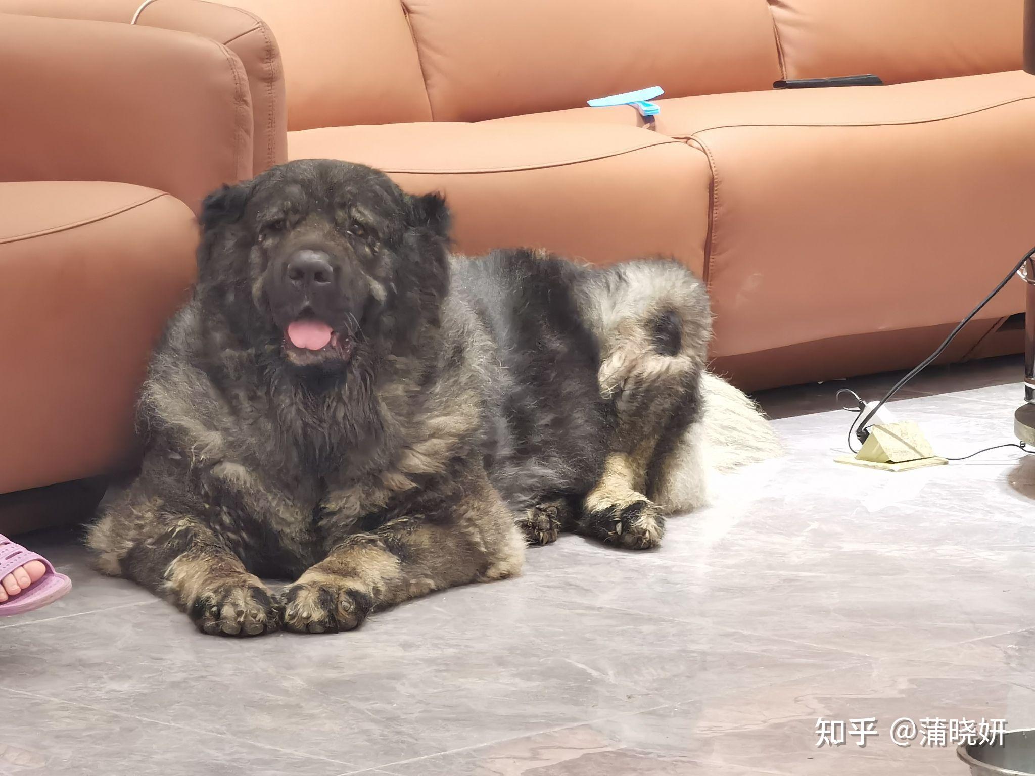 900斤高加索犬,纯种红马犬,大高加索(第8页)_大山谷图库
