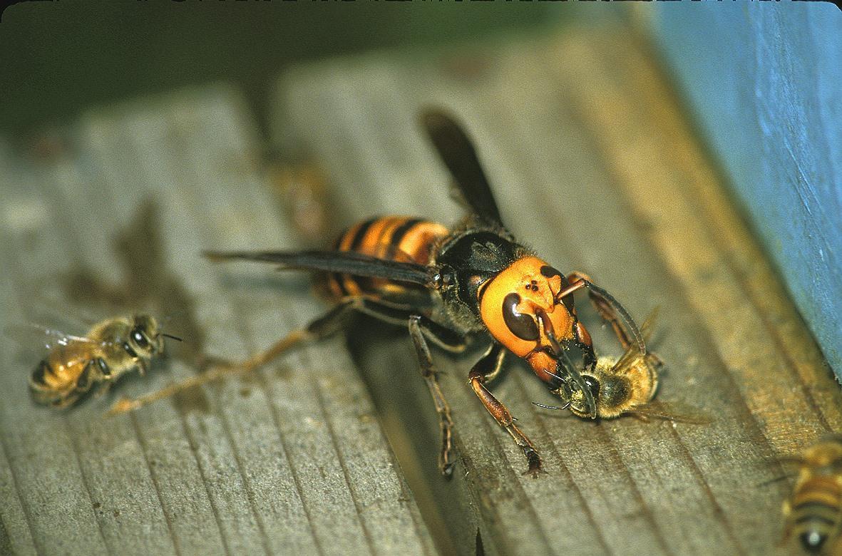蜜蜂振动翅膀热死大黄蜂是真的还是谣言如果是真的蜜蜂是如何进化出