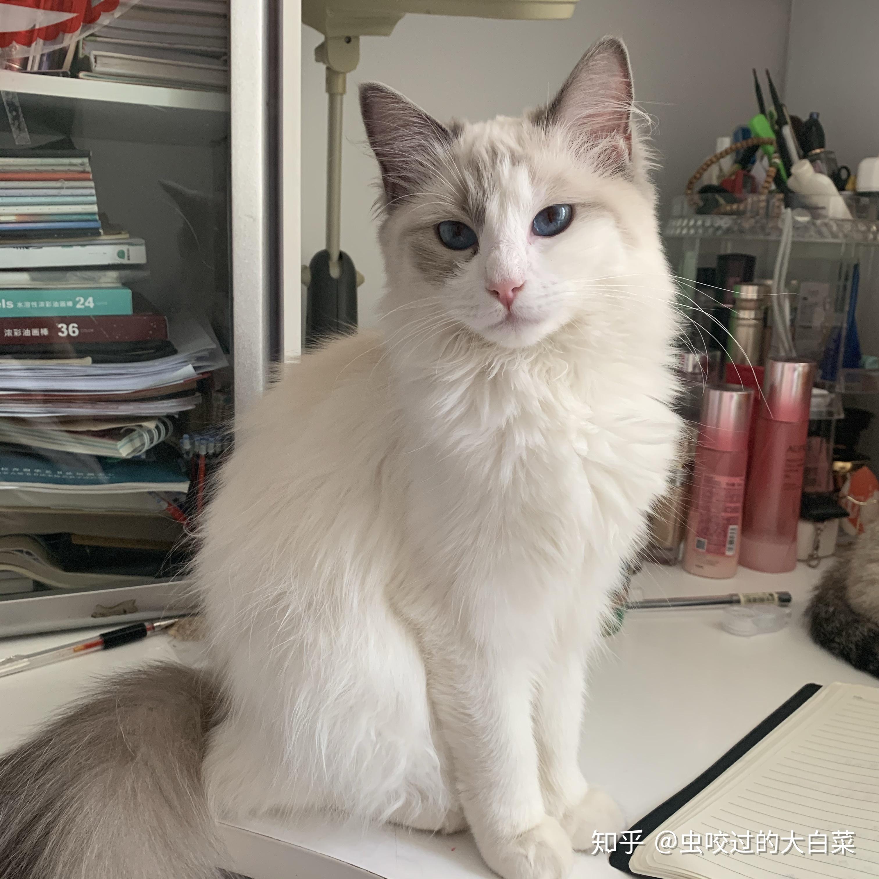 坐标南京想购买一只宠物猫可以推荐一下家庭猫舍或猫咖吗