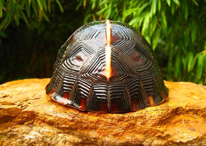 半水龟环境造景与裸盆饲养的优缺点对比分析 - 知乎