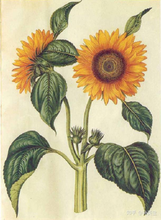 植物科学绘画之花序的绘画方法 - 知乎