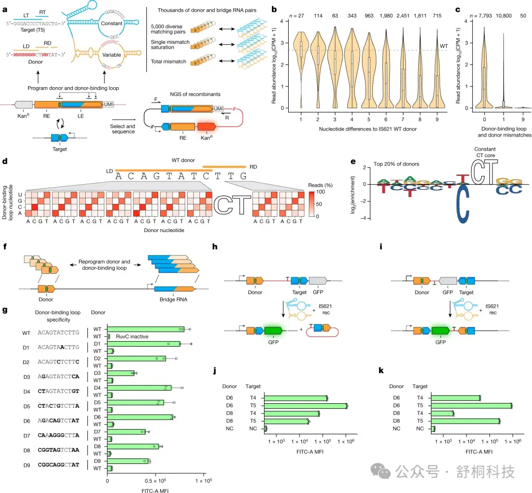 连发两篇Nature！ Bridge RNA：新一代基因组编辑工具 - 知乎