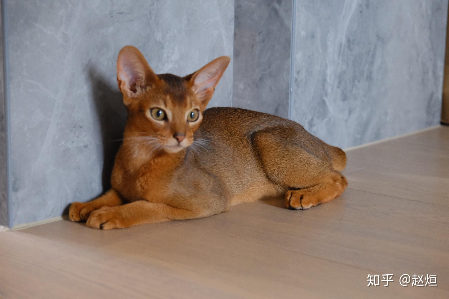 养阿比西尼亚猫(abyssinian)是种什么样的体验?这个品种有什么特点?