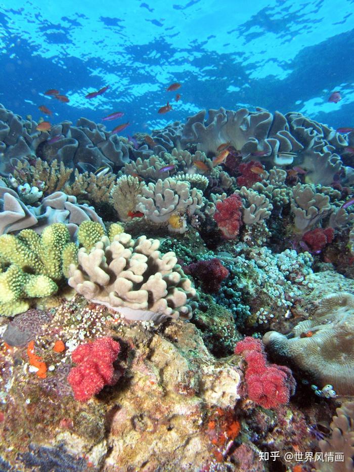 人类可以做些什么保护海洋环境? - 知乎