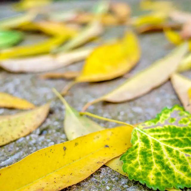 叶子为啥会掉落？