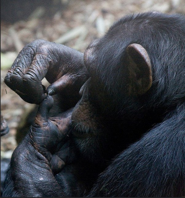 黑猩猩会需要像人类一样处理自己的指/趾甲越来越长的问题吗？