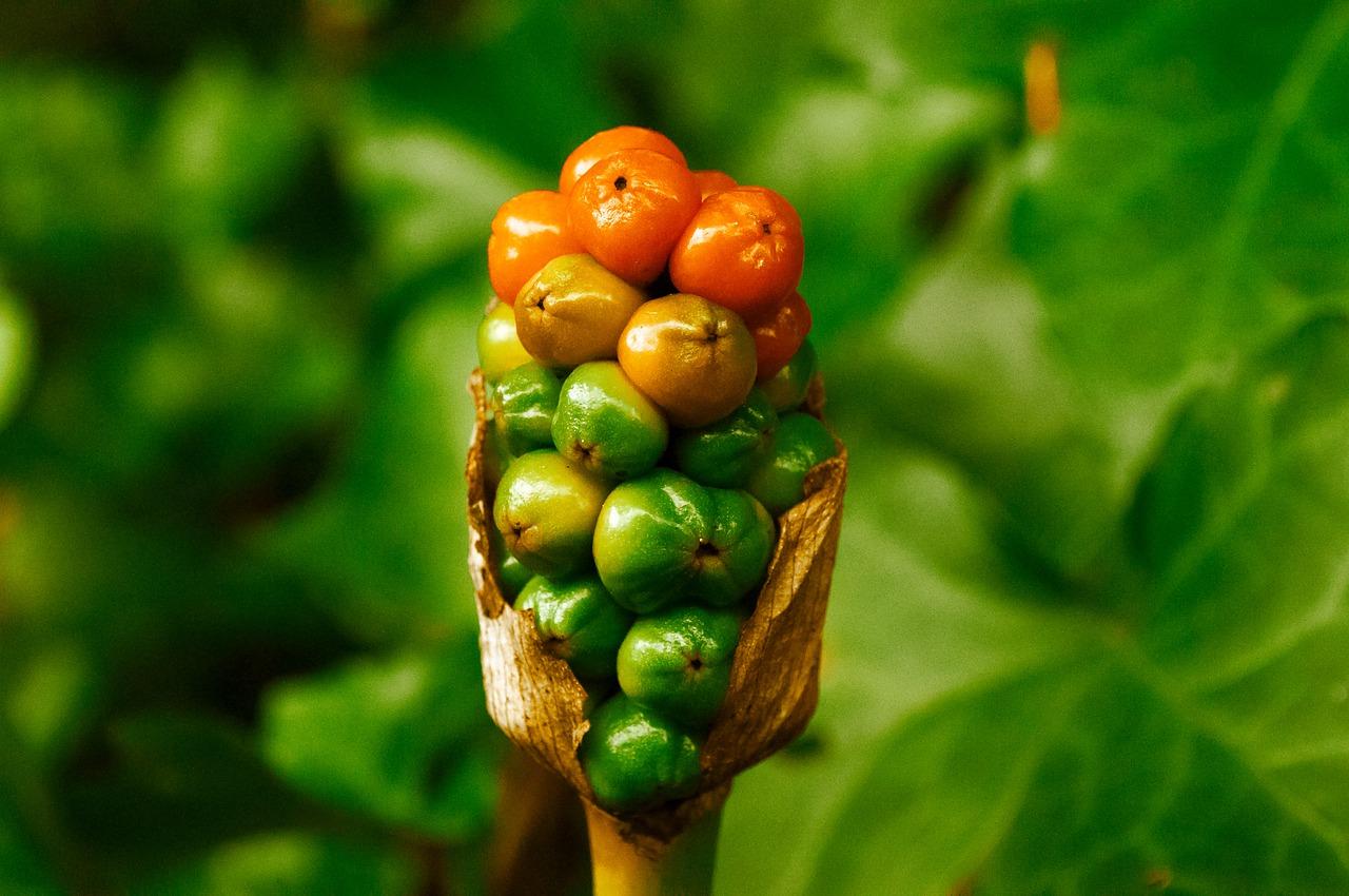 水培植物生长周期
