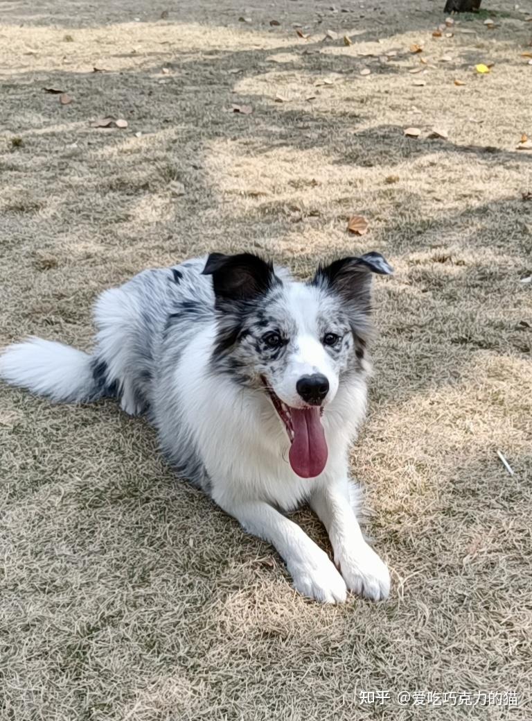 你认为陨石边牧是最帅气的狗吗
