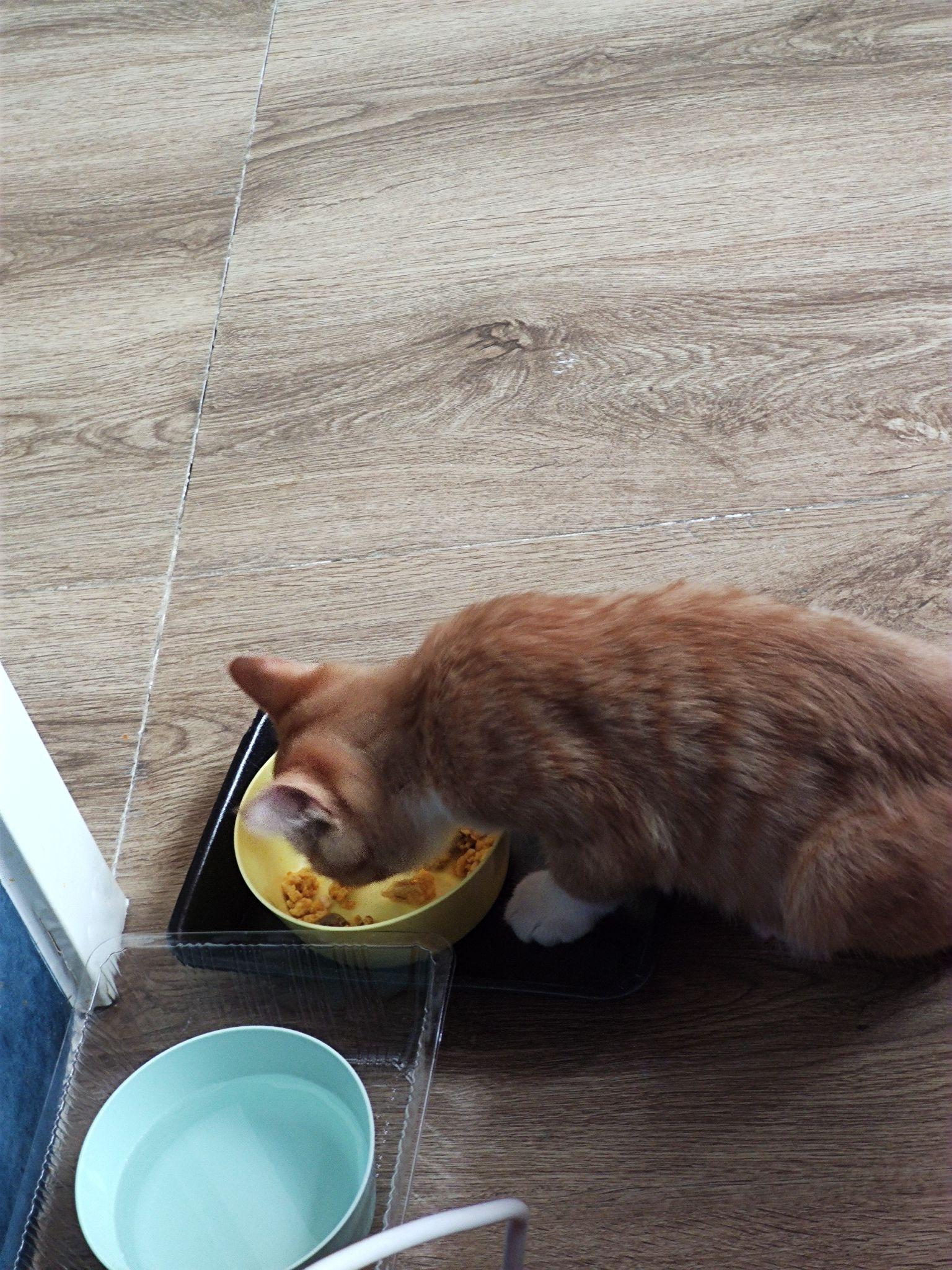 小土猫一般吃什么食物? - 知乎