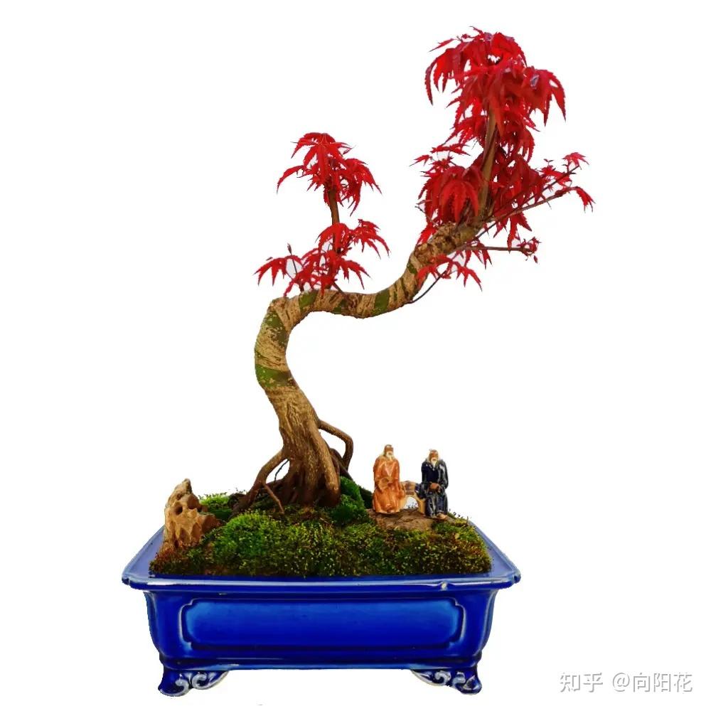 红舞姬红枫盆景应该怎么养? - 知乎