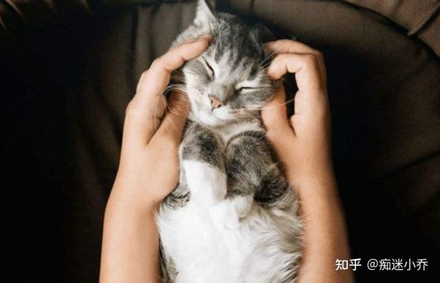 猫咪最喜欢被主人摸的5个部位,越摸它,猫咪越开心 - 知乎