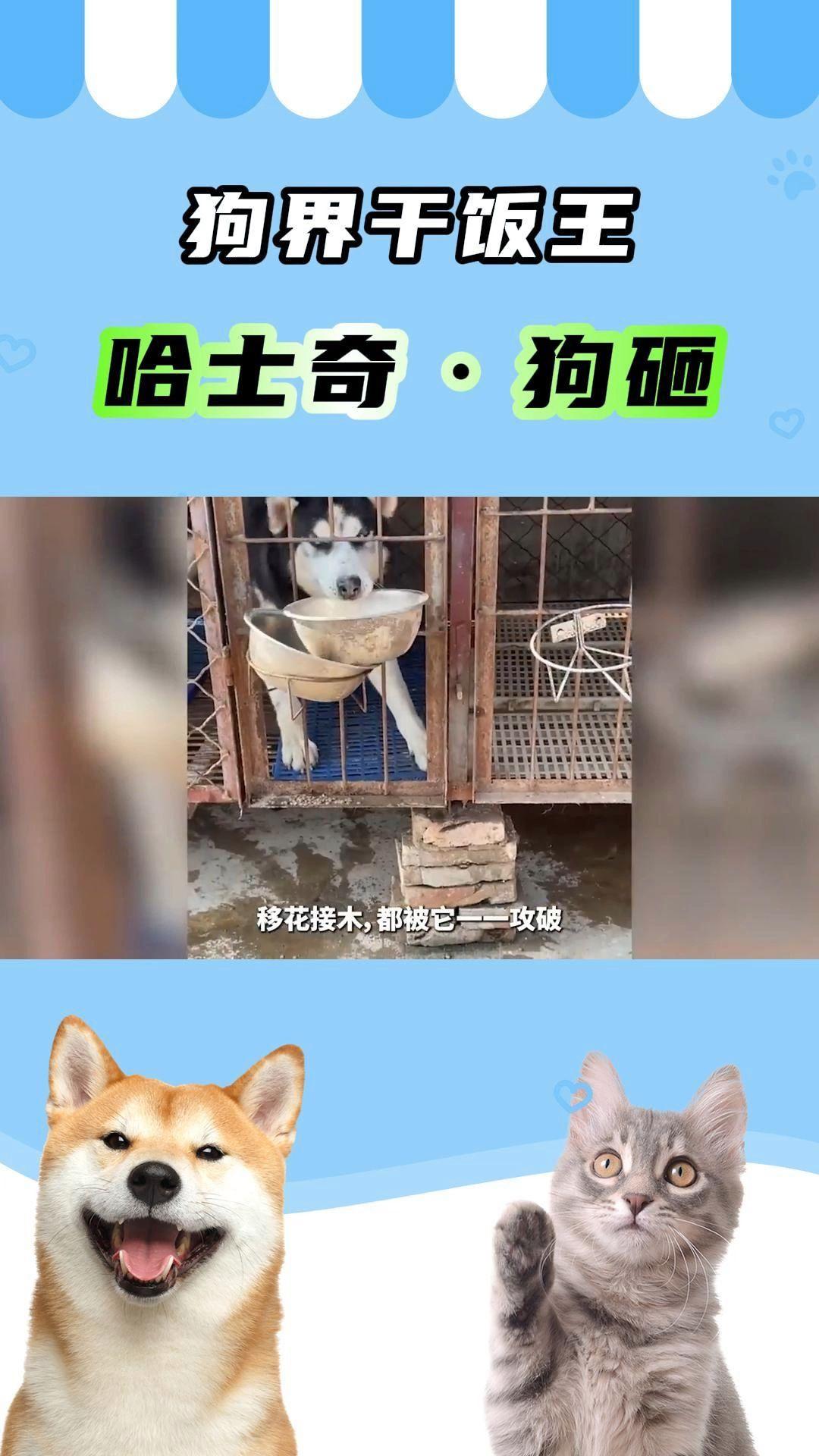 狗界干饭王哈士奇狗砸一