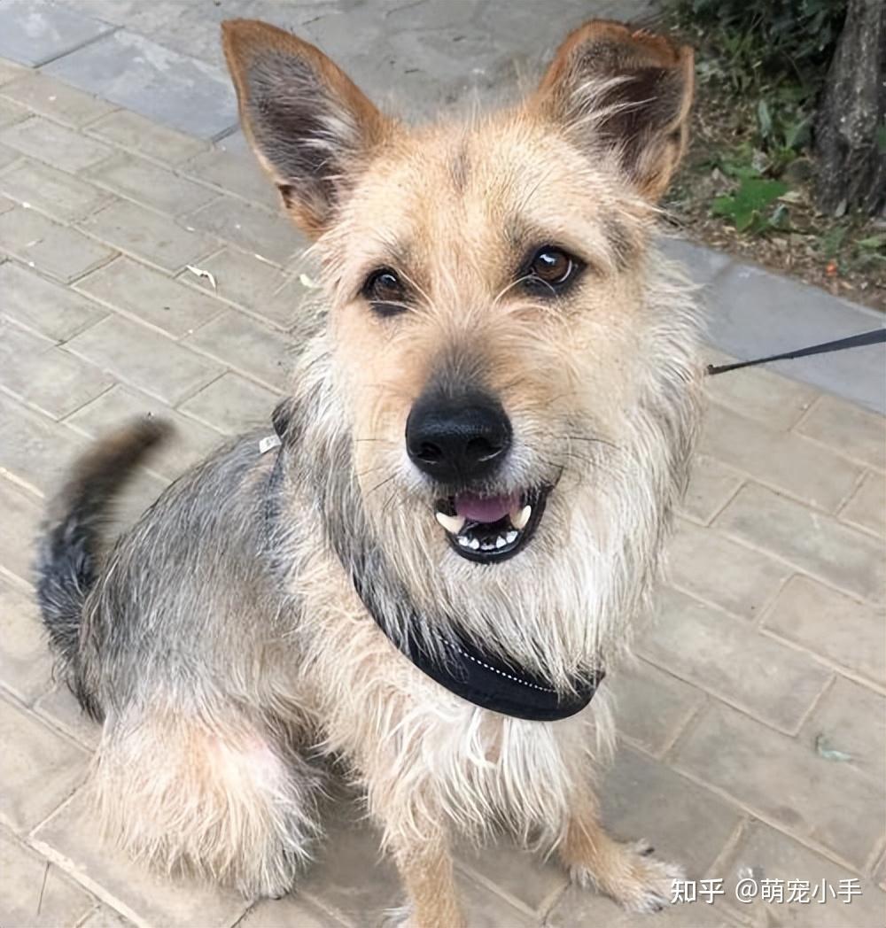 为什么不能养串串狗？原因有6点，不是误导，而是教训和经验 - 知乎