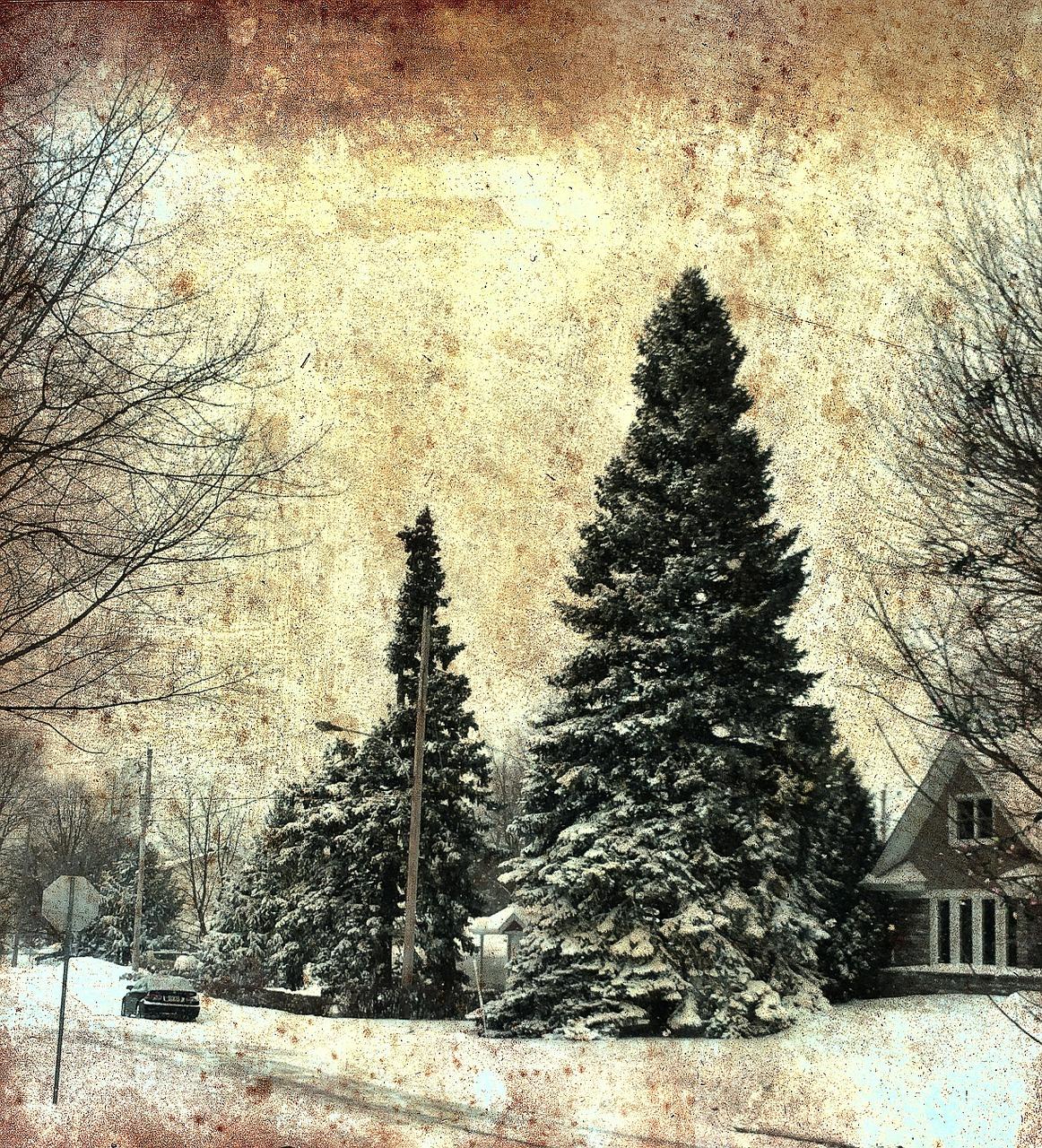 如何识别芬兰松