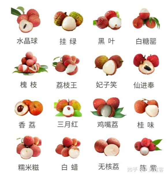 又到了吃荔枝的季节,荔枝都有哪些种类?哪种口味最好吃?常见荔枝品种有哪些特点?不同品种的荔枝有什么差异?如何预防吃荔枝上火?荔枝不宜与哪些食物 ...