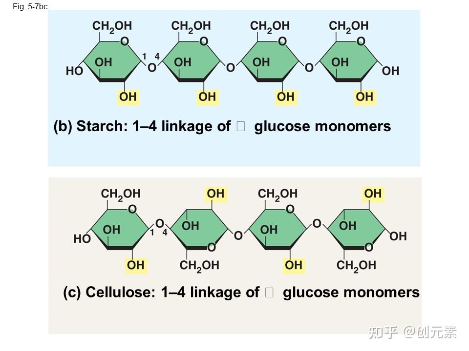坎贝尔生物学 第五章 生物大分子的结构与功能 - 知乎