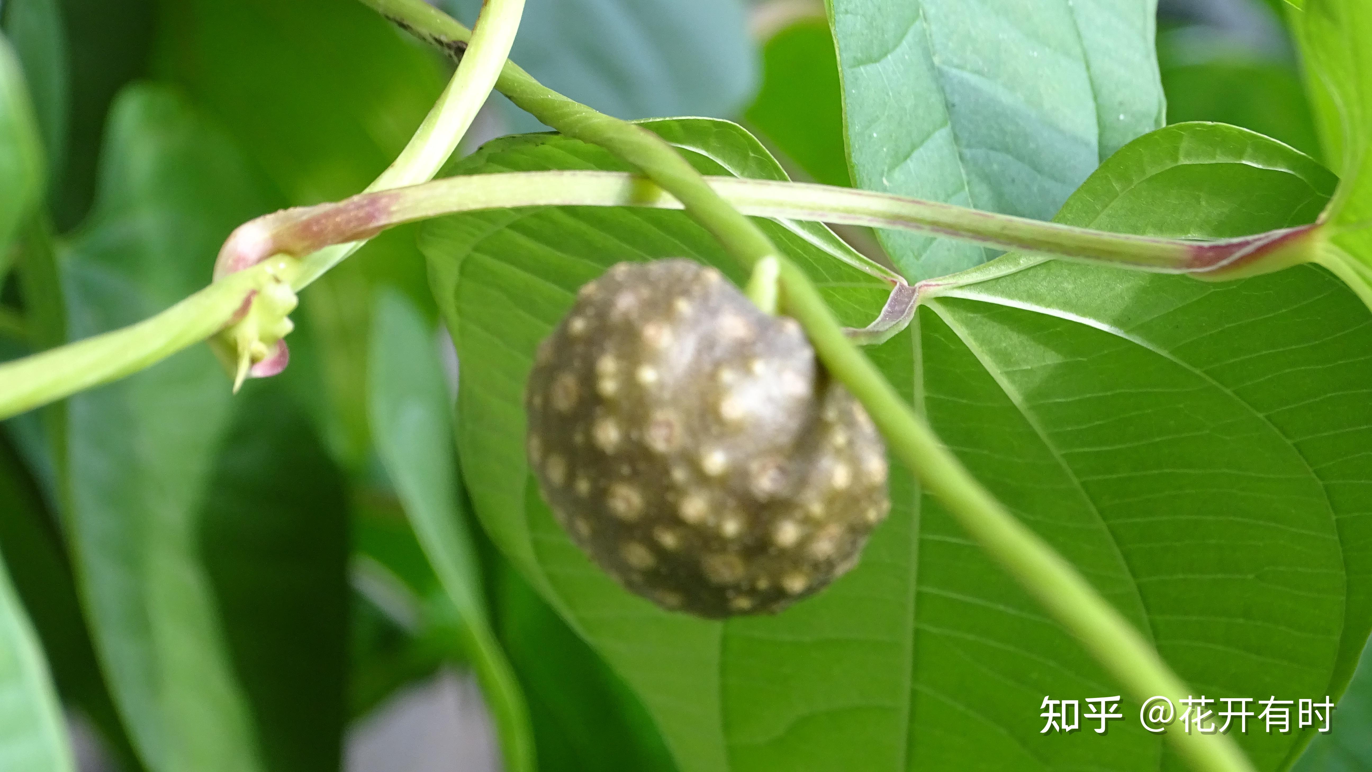 黄独有什么特点呢? - 知乎