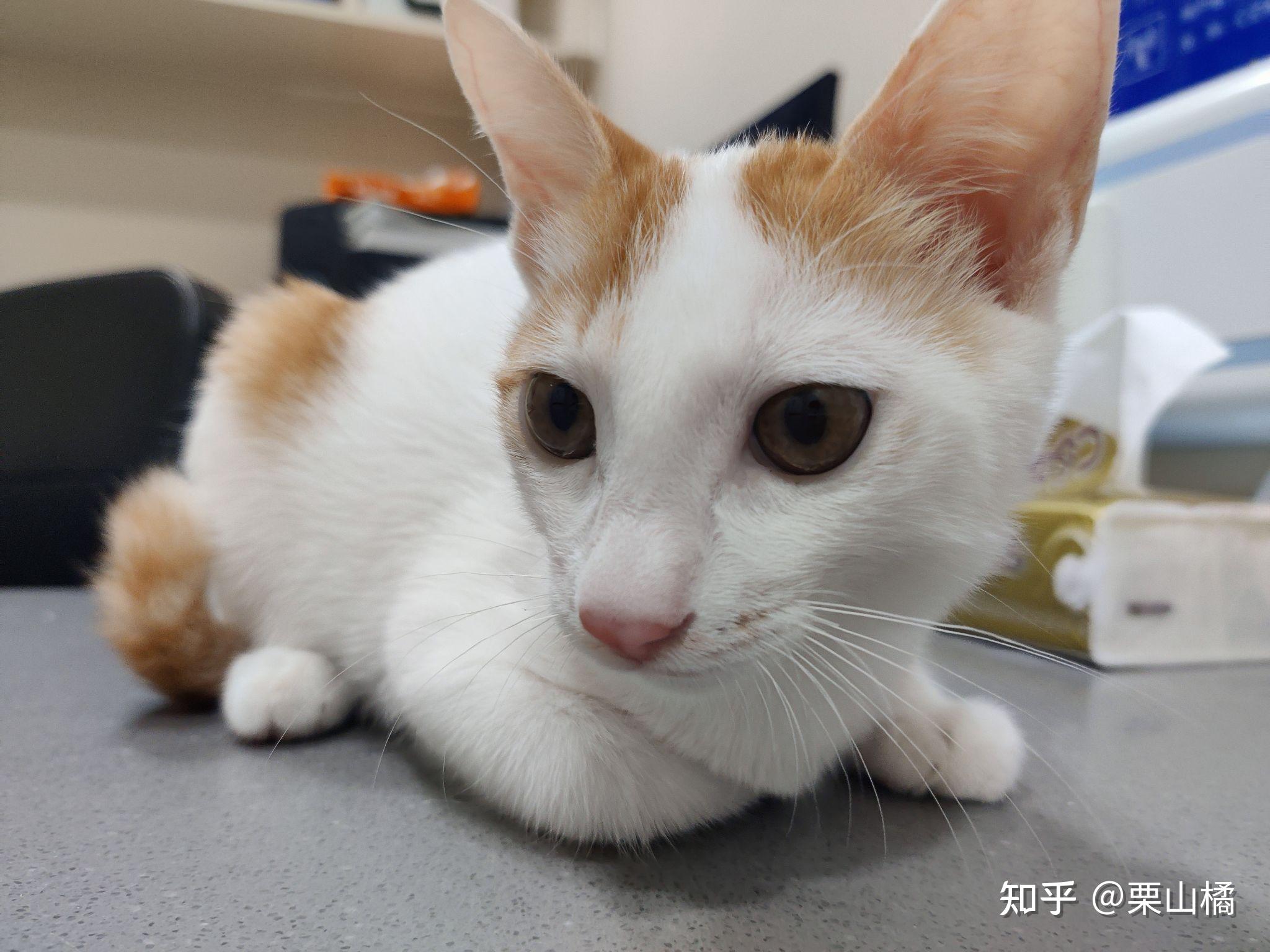 这是白猫和橘猫的串串吗? - 知乎