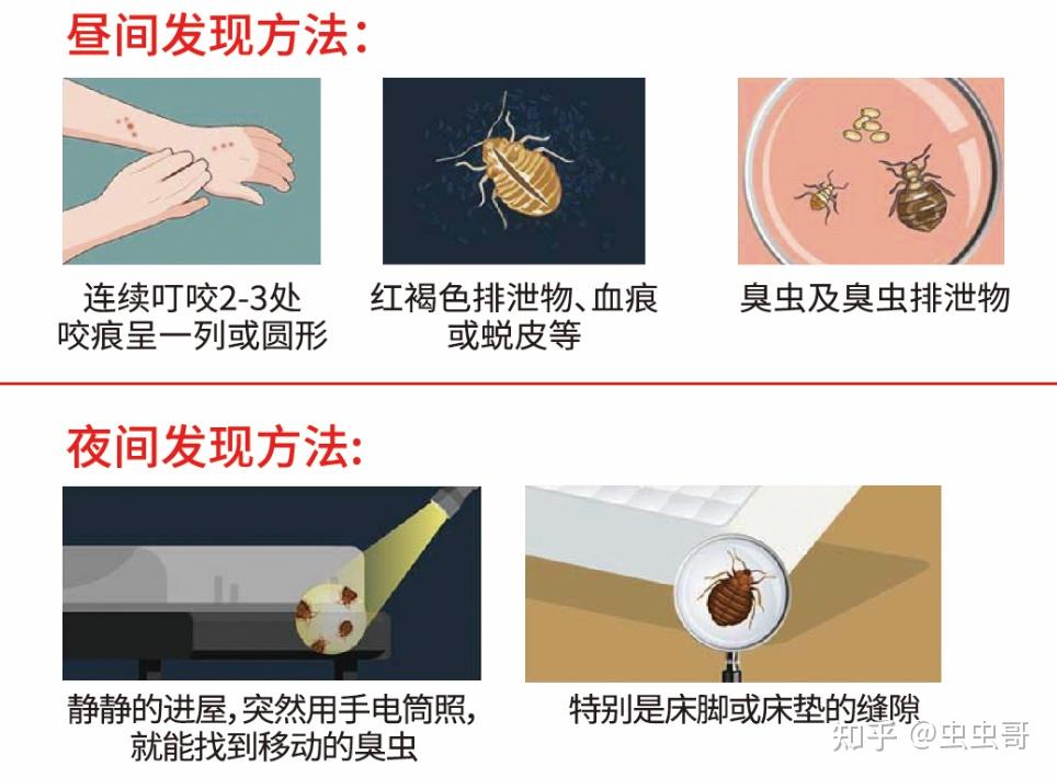 床虱是怎么出现在家里的？ - 知乎