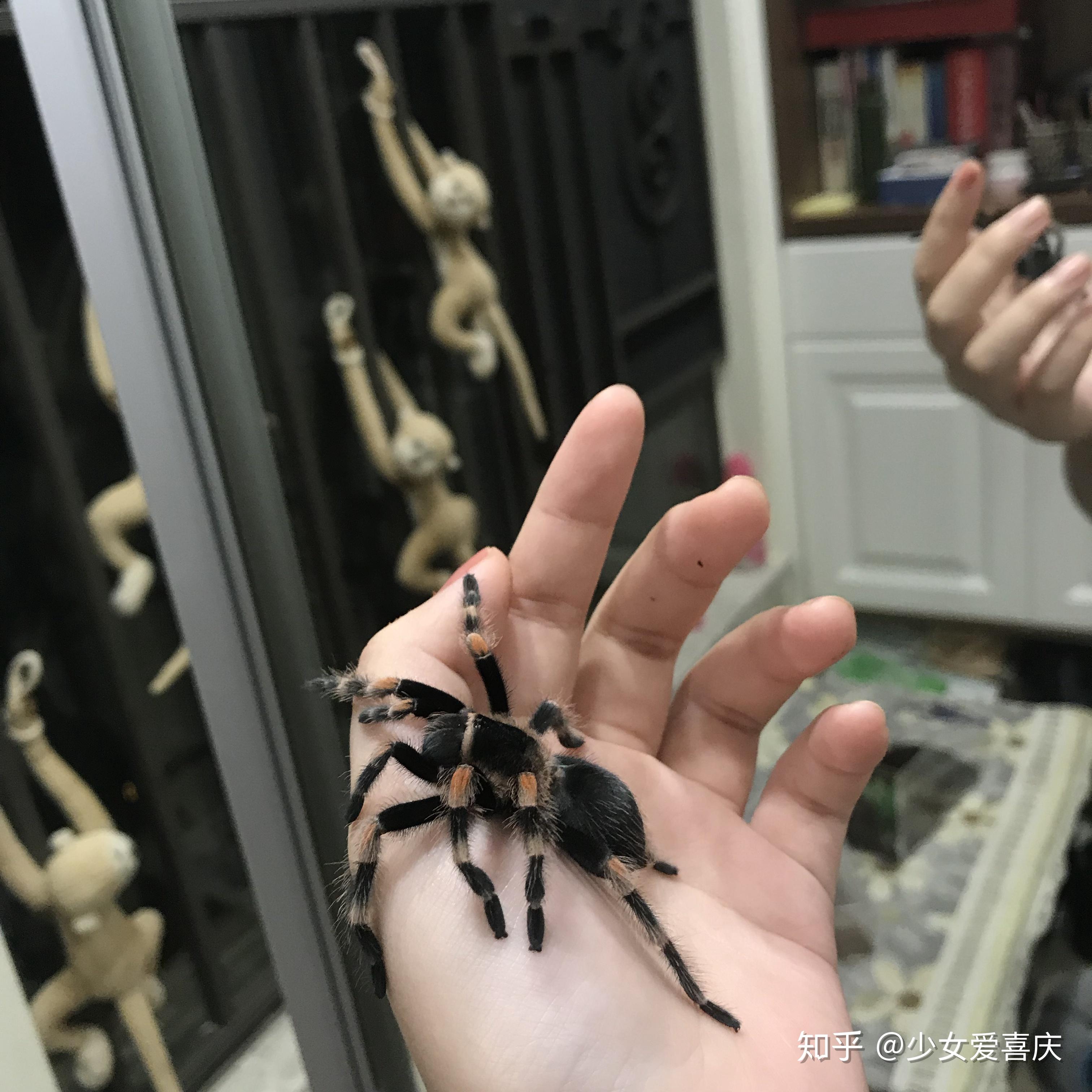 女生适合养蜘蛛温顺无毒的那种怎么样