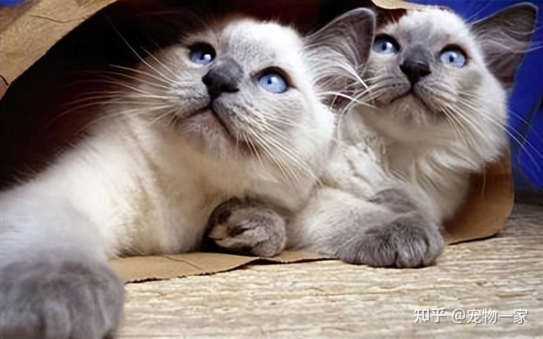 经验分享:春天来了,猫咪发情怎么应对? - 知乎