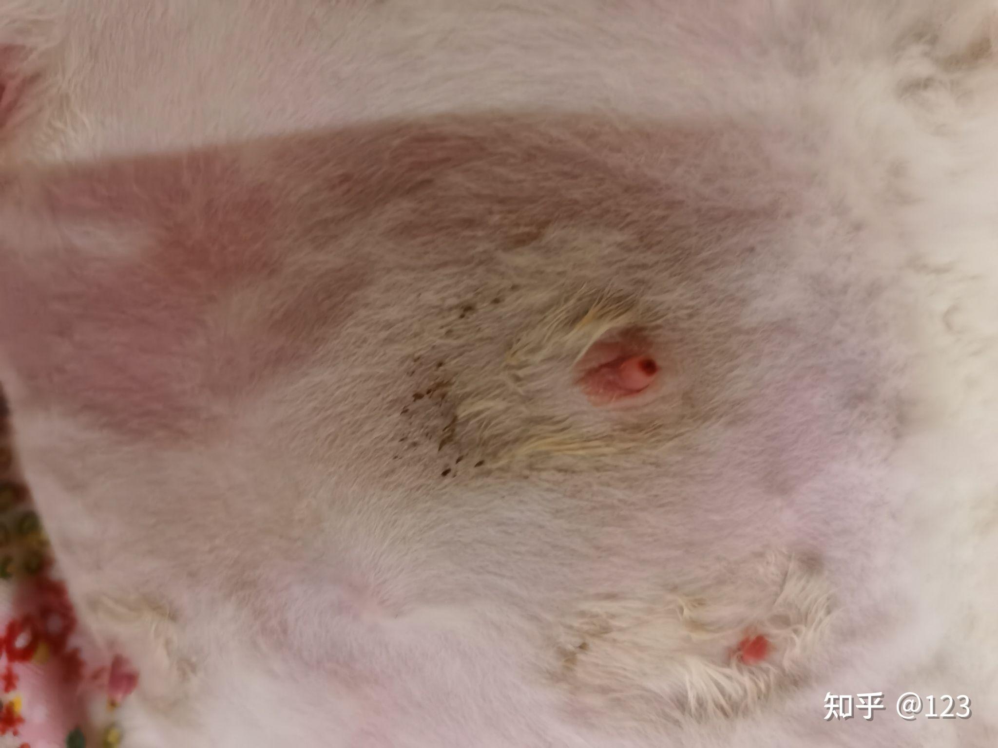 母猫乳头出血正常吗?刚刚生完小猫5天? - 知乎