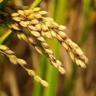 为什么华北没种水稻而纬度更加高的东北种水稻呢？