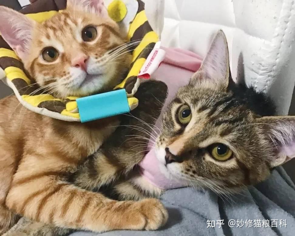 “男猫”和“女猫”有什么区别?这6点差别太大了 - 知乎
