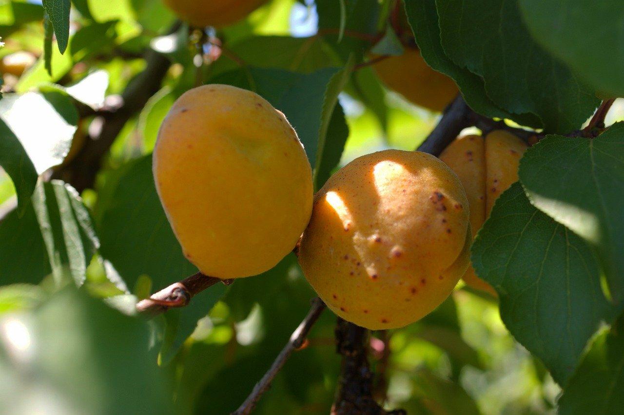 薄荷突然蔫了怎么办