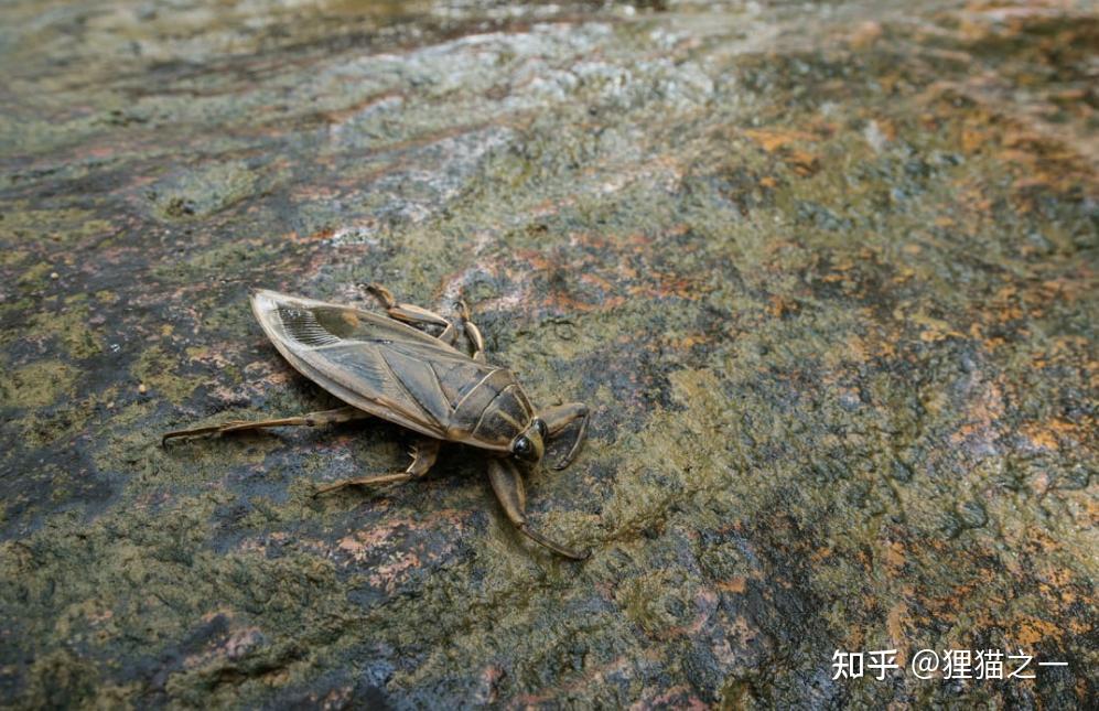 号称“水中恶霸”的田鳖，能把人脚趾头咬烂！如今却变昂贵美食？ - 知乎