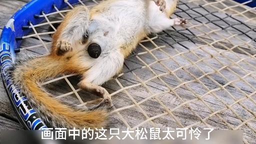 小松鼠身上寄生特大号马蝇幼虫看小姐姐如何处理